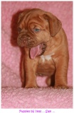 pups2007 092